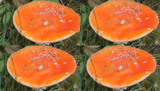 近视图的巨大的红色苍蝇木耳在草近视图。十月秋香菇收获季节高清在线视频素材下载