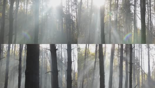 阳光透过雾照射进来。早上秋天的森林。高清在线视频素材下载
