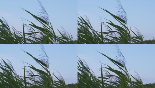 绿草和茎上的小穗在蓝天下随风摇曳。慢动作视频，草地播蓟高清在线视频素材下载