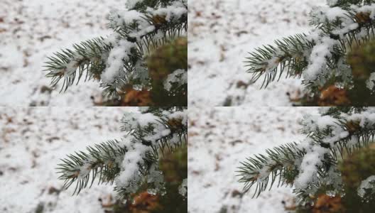 针叶树的枝头覆满了雪花和阳光高清在线视频素材下载