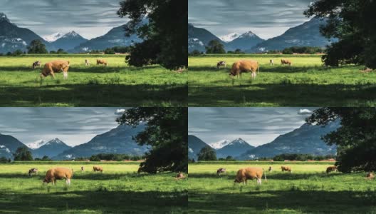 放牧牛在高山景观股票视频高清在线视频素材下载