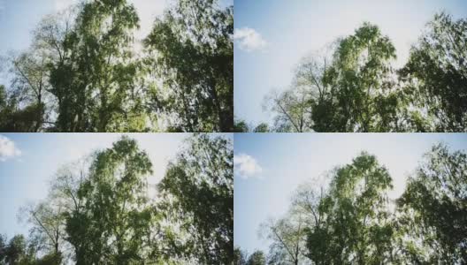 阳光透过树枝和树叶照射下来高清在线视频素材下载