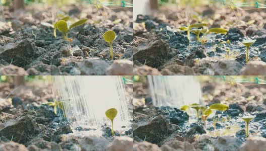 一种在地面上用喷壶浇灌的新生植物的胚芽。水被土壤吸收了高清在线视频素材下载