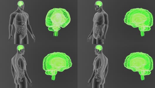 人类大脑与器官一起放大高清在线视频素材下载