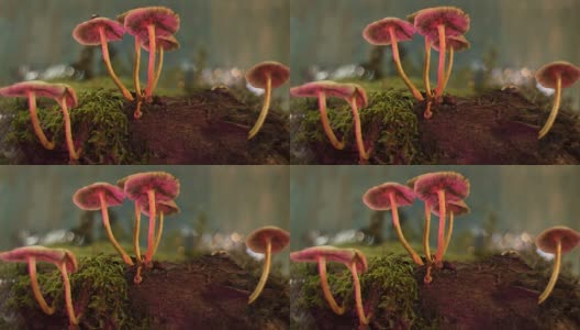 森林里的蘑菇高清在线视频素材下载