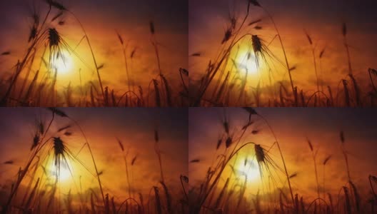 小麦，黑麦，水稻穗剪影摇摆在夕阳背景，电影的dof高清在线视频素材下载
