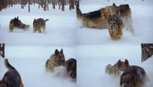 牧羊犬。牧羊犬在雪地里奔跑高清在线视频素材下载