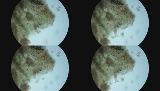 微生物，显微镜下水族馆里的居民，就像外来生物高清在线视频素材下载