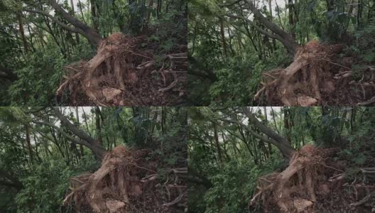 台风余波-倒下的树木高清在线视频素材下载