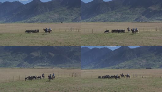 三名牛仔牧牛穿过田野-无人机射击高清在线视频素材下载