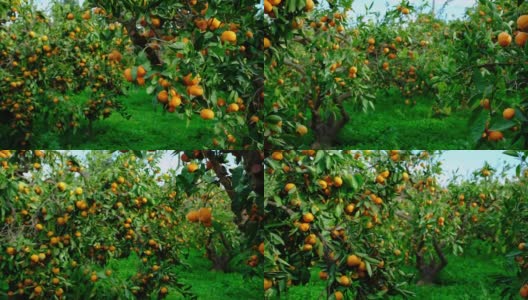 西班牙柑橘树的树枝上结满了果实高清在线视频素材下载