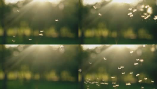 蒲公英的种子在夕阳下飞舞高清在线视频素材下载