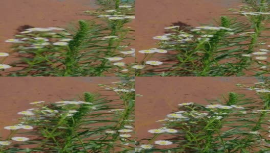 菊花、雏菊和其他野花在草丛中生长，长满了生锈的旧铁门，随风摇曳。高清在线视频素材下载