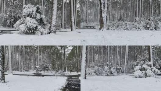 雪在树上高清在线视频素材下载