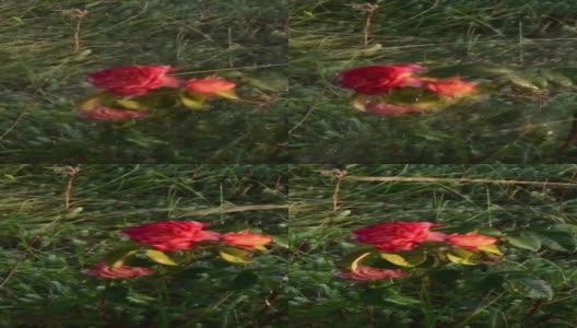 水柱冲洗着花园中橙红色的超级明星玫瑰高清在线视频素材下载