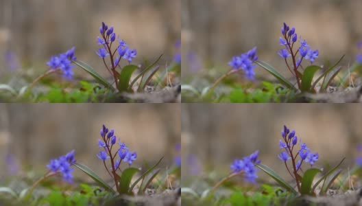 森林里的蓝色雪花莲高清在线视频素材下载