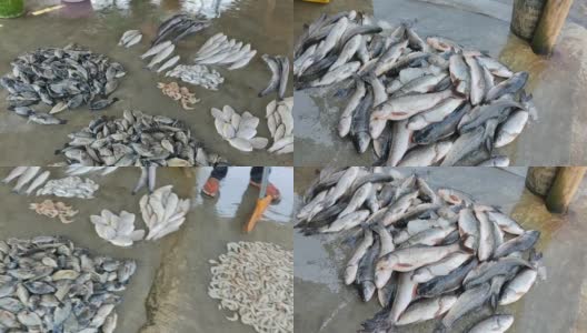堆新鲜收获的罗胡鲤鱼鱼拉比奥罗赫塔鱼在地面上印度鱼市场出售高清在线视频素材下载