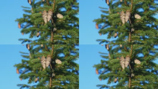 绿色云杉的树枝上有球果。云杉树枝映衬着蓝天。高清在线视频素材下载