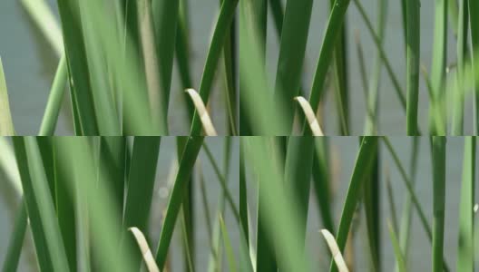 夏日里的甘蔗在微风中摇曳。甘蔗是禾本科植物。近距离高清在线视频素材下载