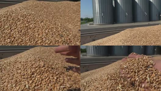 小麦在手收获后，存放在筒仓中高清在线视频素材下载