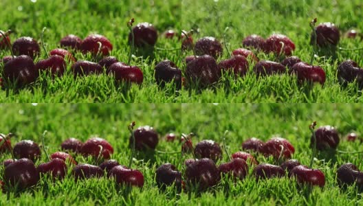 成熟的红浆果躺在青草上高清在线视频素材下载