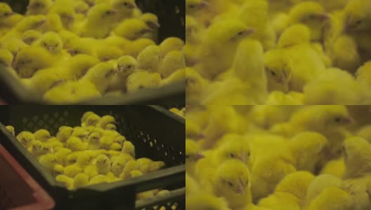 新生儿黄色的小鸡高清在线视频素材下载