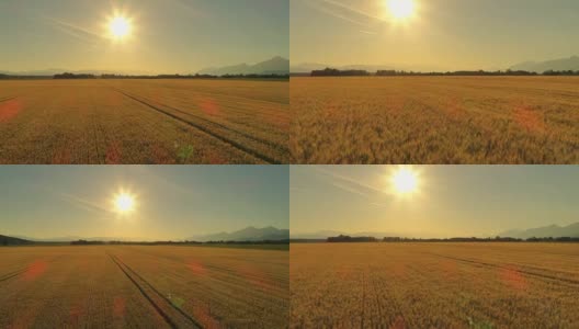 AERIAL:田园诗般的乡村，阳光明媚的傍晚，美丽的麦田景色高清在线视频素材下载