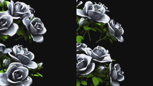 黑色文本空间上的白玫瑰花束高清在线视频素材下载