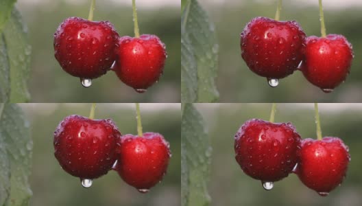 雨后孤独的一对樱桃高清在线视频素材下载