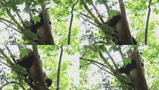 两只大熊猫在树上玩耍高清在线视频素材下载