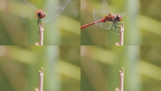 树枝上的蜻蜓高清在线视频素材下载