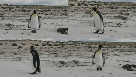 福克兰群岛:孤独的帝企鹅在海滩上散步高清在线视频素材下载