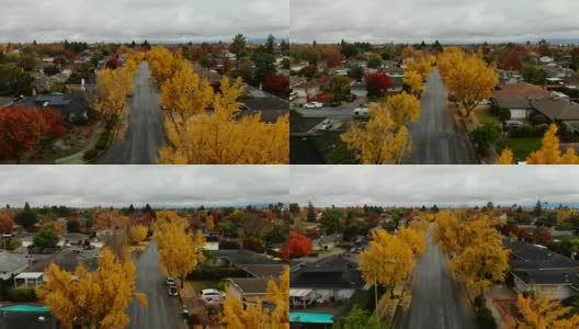 硅谷加州秋天与银杏树高清在线视频素材下载