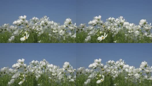 白色的宇宙花在花园里随风摇曳，大自然的花朵。高清在线视频素材下载