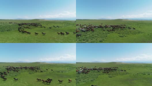 马在中国新疆大草原上奔跑的航拍视频高清在线视频素材下载