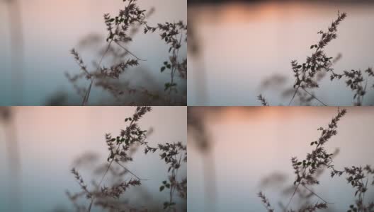 湖前植物的特写镜头。自然概念高清在线视频素材下载