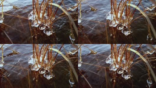 芬兰，当湖面开始结冰时，植物被冰覆盖高清在线视频素材下载