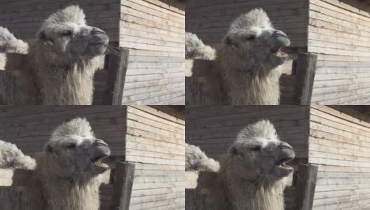 毛绒绒的棕色骆驼正在吃干草高清在线视频素材下载
