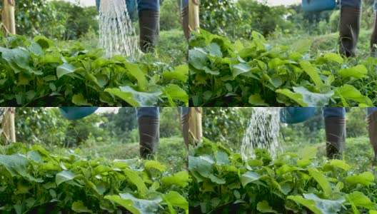 亚洲男子农民浇水植物高清在线视频素材下载