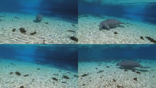 海牛游泳高清在线视频素材下载
