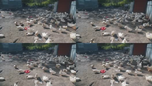 乡下农场的院子里散步着许多白鹅。他们用红色的饮水碗喝水。养鸭以获得肉。商业农业概念。高质量4k镜头高清在线视频素材下载