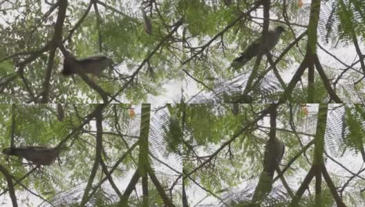 一个鸽子携带树枝为它的巢的特写高清在线视频素材下载