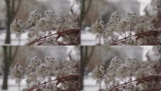 雪花落在白花上高清在线视频素材下载