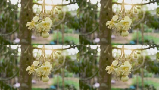 早晨的榴莲园中，蜜蜂正在采摘黄色的榴莲花蕾高清在线视频素材下载