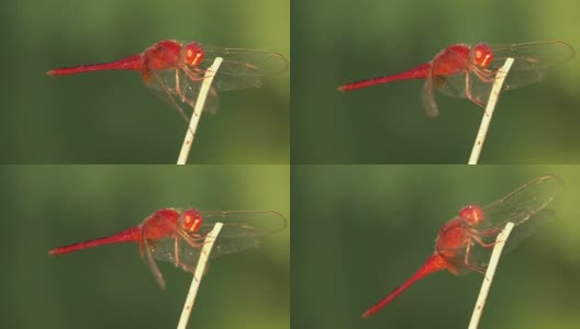 蜻蜓站在树枝上的慢镜头高清在线视频素材下载