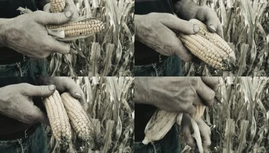 农民剥玉米棒子高清在线视频素材下载