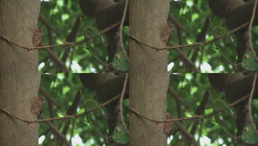 蝉爬上树(视频)高清在线视频素材下载