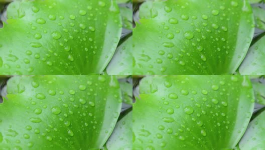 荷叶上的雨滴。高清在线视频素材下载