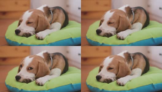 小猎犬小狗在他的床上睡着了高清在线视频素材下载