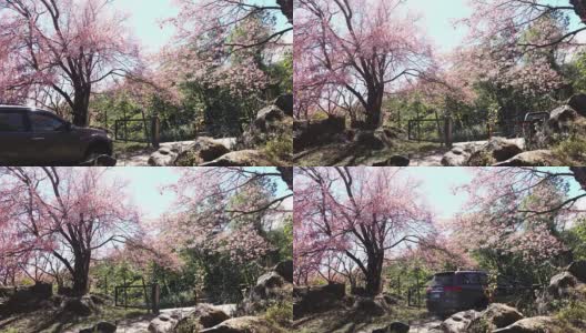 粉色樱花，泰国旅游高清在线视频素材下载